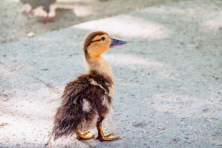 Cute little ducklings standing in a lake coast. Agriculture, Farming. Happy duck. Cute and humorの写真素材