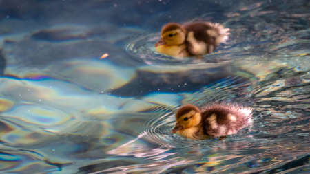 Cute little duckling swimming alone in a lake with green water. Agriculture, Farming. Happy duck. Cute and humorの写真素材