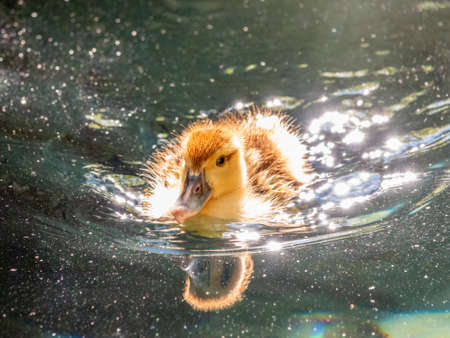Cute little duckling swimming alone in a lake with green water. Agriculture, Farming. Happy duck. Cute and humorの写真素材