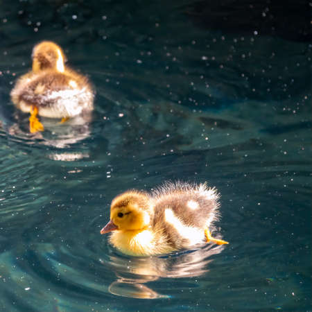 Cute little duckling swimming alone in a lake with green water. Agriculture, Farming. Happy duck. Cute and humorの写真素材
