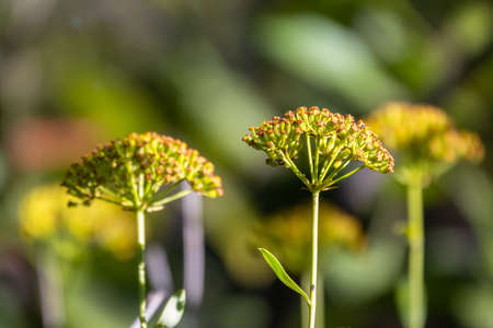 Green bushes with young leaves in the sunset. Background springtime image.の写真素材