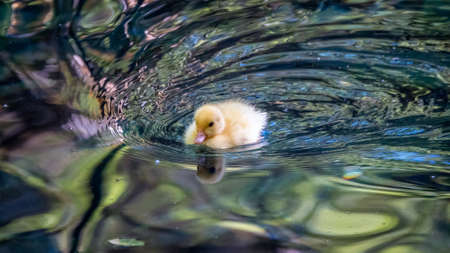 Cute little duckling swimming alone in a lake with green water. Agriculture, Farming. Happy duck. Cute and humorの写真素材