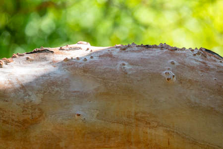 Arbutus andrachne, commonly called the Greek strawberry tree Trunk without bark. Natural backgroundの写真素材