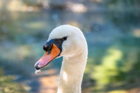 Portrait of a graceful white swan with long neck on green water background. The mute swan, Cygnus olorの写真素材