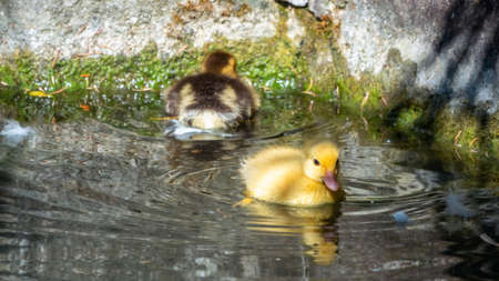 Cute little duckling swimming alone in a lake with green water. Agriculture, Farming. Happy duck. Cute and humorの写真素材