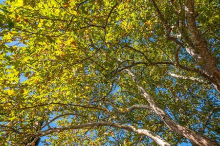 Large branches of Pltatanus oreintalis tree with Green Leaves and futis in sunset light. Platanus...