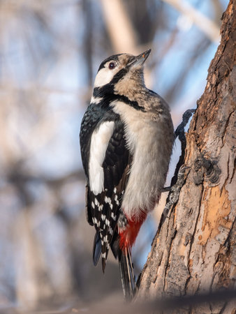 Little woodpecker sits on a tree trunk. A woodpecker obtains food on a large tree in spring. The...