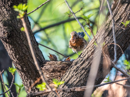 Thrush fieldfare feeding chicks with earthworms. Thrush, Turdus pilaris, with new born babies in the...