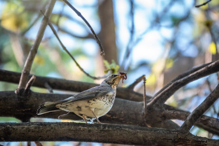 Fieldbird sits on a branch with a worm in its beak. Fieldfare, Turdus pilaris. Bird with worms in...