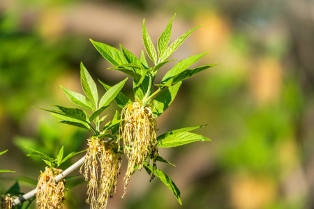 Spring branches of maple tree with fresh green leaves on a background of blue sky. Spring leaves and...