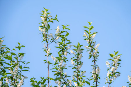 Arrayの写真素材