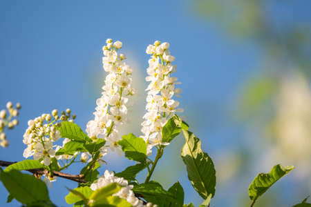 Bird cherry branches with white flowers on a background of blue sky. A fluffy branches of blooming bird-cherry tree, Prunus padus, on a sunny spring day in front of blue sky backgroundの写真素材