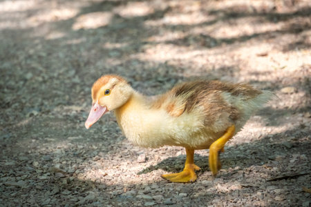 Cute little ducklings standing in a lake coast. Agriculture, Farming. Happy duck. Cute and humorの写真素材