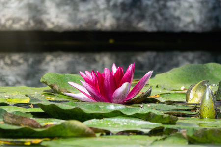Pink water lily flower, Nymphaea lotus, on green leaves background. Nymphaea sp. hort., in the pondの写真素材