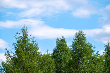 Crown of tall larch tree above head in the forest against a blue sky. Wild nature of the forests....