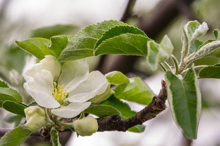 White blossoming apple trees. White apple tree flowers. Spring season, spring colors