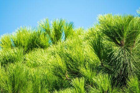 Green pine tree with long needles on a background of blue sky. Crown of lush green pine tree with...