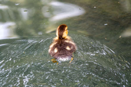 Cute little duckling swimming alone in a lake with green water. Agriculture, Farming. Happy duck. Cute and humorの写真素材