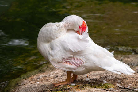 White and black duck with red head, The Muscovy duck, standing on the shore of the pond. The Muscovy duck, lat. Cairina moschata is a large duck native to Mexico and Central and South America.の写真素材