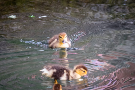 Cute little duckling swimming alone in a lake with green water. Agriculture, Farming. Happy duck....