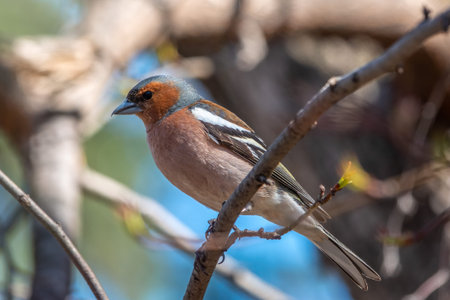 Common chaffinch sits on a branch in spring on green background. Beautiful songbird Common chaffinch...