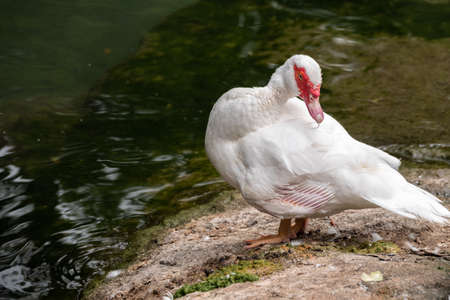 White and black duck with red head, The Muscovy duck, standing on the shore of the pond. The Muscovy duck, lat. Cairina moschata is a large duck native to Mexico and Central and South America.の写真素材