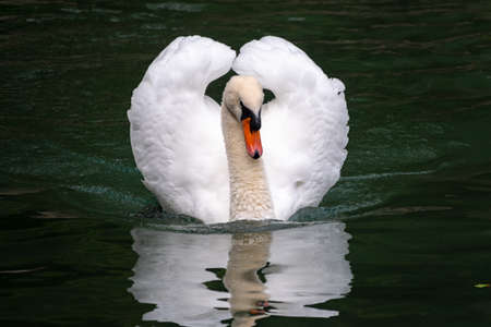 A graceful white swan swimming on a lake with dark green water. The white swan is reflected in the water. The mute swan, Cygnus olorの写真素材