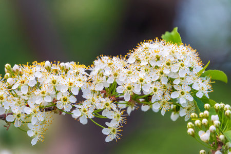 White cherry flowers. The branches of a blossoming tree. Cherry tree with white flowers. Blurred...