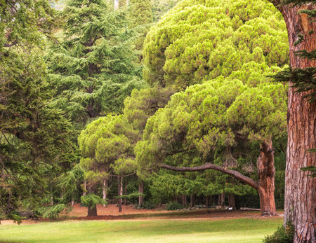 Fir and cedar tall trees forests and woodlands. Cedar branches with long fluffy needles. Pine branch...