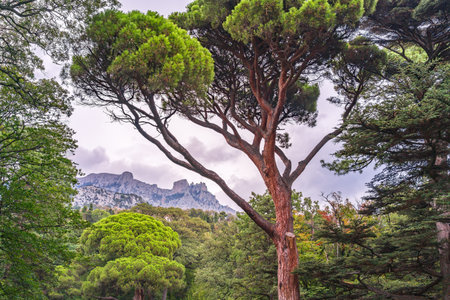 Green old cedar tree with long needles on a background of mountains in cloudy day. Cedrus libani,...