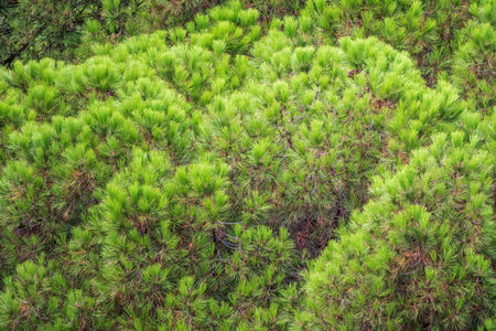 Green cedar branches with long fluffy needles. Pine branches with fresh shoots and long and thin needles.の写真素材