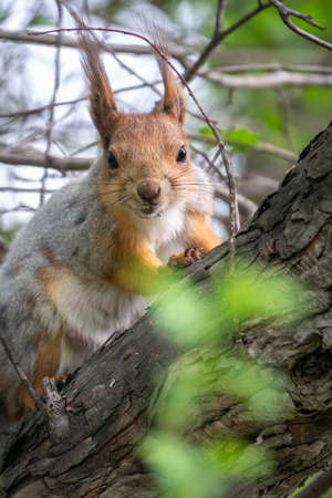 The squirrel sits on a branches in the spring or summer. Eurasian red squirrel, Sciurus vulgarisの写真素材