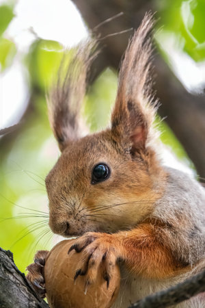 The squirrel with nut sits on a branches in the spring or summer. Portrait of the squirrel close-up....