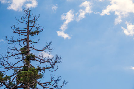 Pine tree with dry and green branches. Lonely dry tree against the blue skyの写真素材