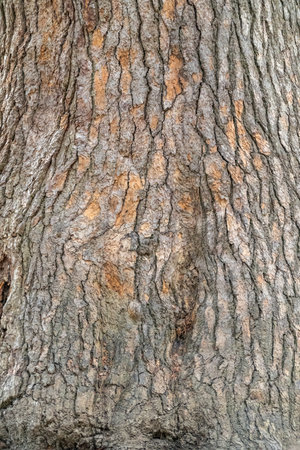 Bark of pine tree. Seamless tree bark background. Brown texture of the old tree. Natural coniferous...