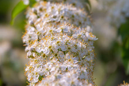 White cherry flowers. The branches of a blossoming tree. Cherry tree with white flowers. Blurred background.の写真素材