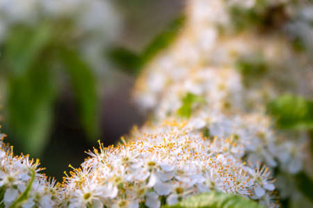 White cherry flowers. The branches of a blossoming tree. Cherry tree with white flowers. Blurred background.の写真素材