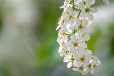 White flowers blooming bird cherry. Bird Cherry Tree in Blossom. Close-up of a Flowering Prunus padus Tree with White Little Blossoms. Blooming Sweet Bird-Cherry Tree in Spring. Springtime concept.の写真素材