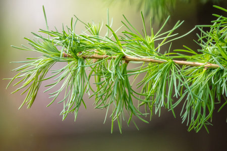 Young branches of larch. Closeup of green larch young needles. Larix sibirica, the Siberian larch or Russian larch.の写真素材