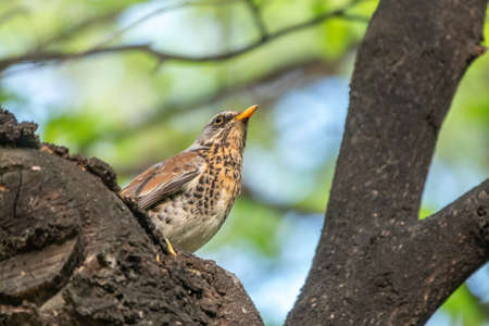 Fieldbird sits on a branch in spring with a blurred background. Fieldfare, Turdus pilaris.の写真素材