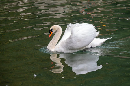 A graceful white swan swimming on a lake with dark green water. A white swan swims in a fighting...