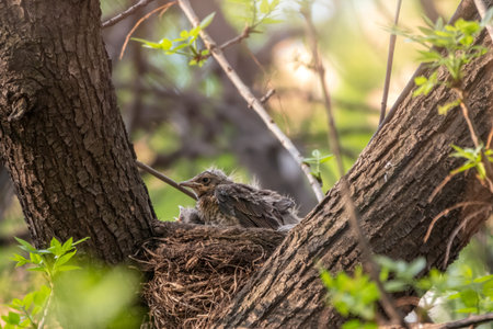 Chicks of Thrush fieldfare, Turdus pilaris, in a nest. The Fieldfare chicks in the wild nature.の写真素材