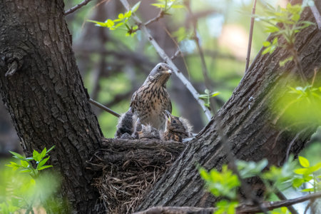 Thrush fieldfare, Turdus pilaris, in a nest with chicks. The Fieldfare with chicks in the wild nature.の写真素材