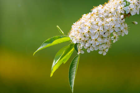 White cherry flowers. The branches of a blossoming tree. Cherry tree with white flowers. Blurred background.の写真素材