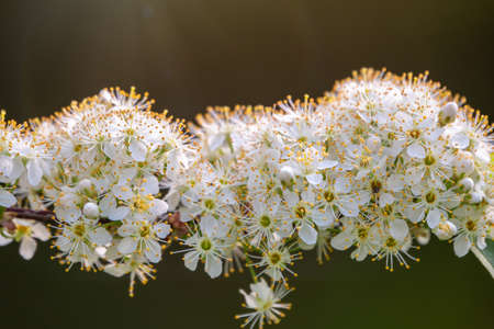 White cherry flowers. The branches of a blossoming tree. Cherry tree with white flowers. Blurred background.の写真素材