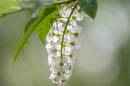 White flowers blooming bird cherry. Bird Cherry Tree in Blossom. Close-up of a Flowering Prunus...