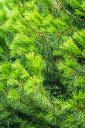 Closeup photo of green needle pine tree. Small pine cones at the end of branches. Blurred pine needles in background. Background of Christmas tree branches.の写真素材