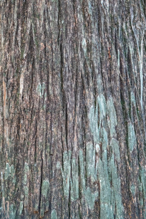 Texture of the old bald cypress tree bark. Natural textured background.