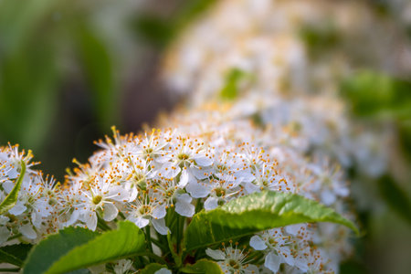White cherry flowers. The branches of a blossoming tree. Cherry tree with white flowers. Blurred...