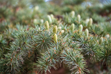 Branch of an Atlas cedar with needles and cones. Cedar Atlas Lat. Cedrus atlantica - large evergreen cedar tree. Another scientific name is Cedrus libani atlantica. Branch with pollen cones.の写真素材